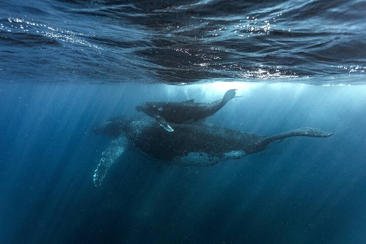 Whale Watching in Sao Tome & Principe - Photo 1 of 14